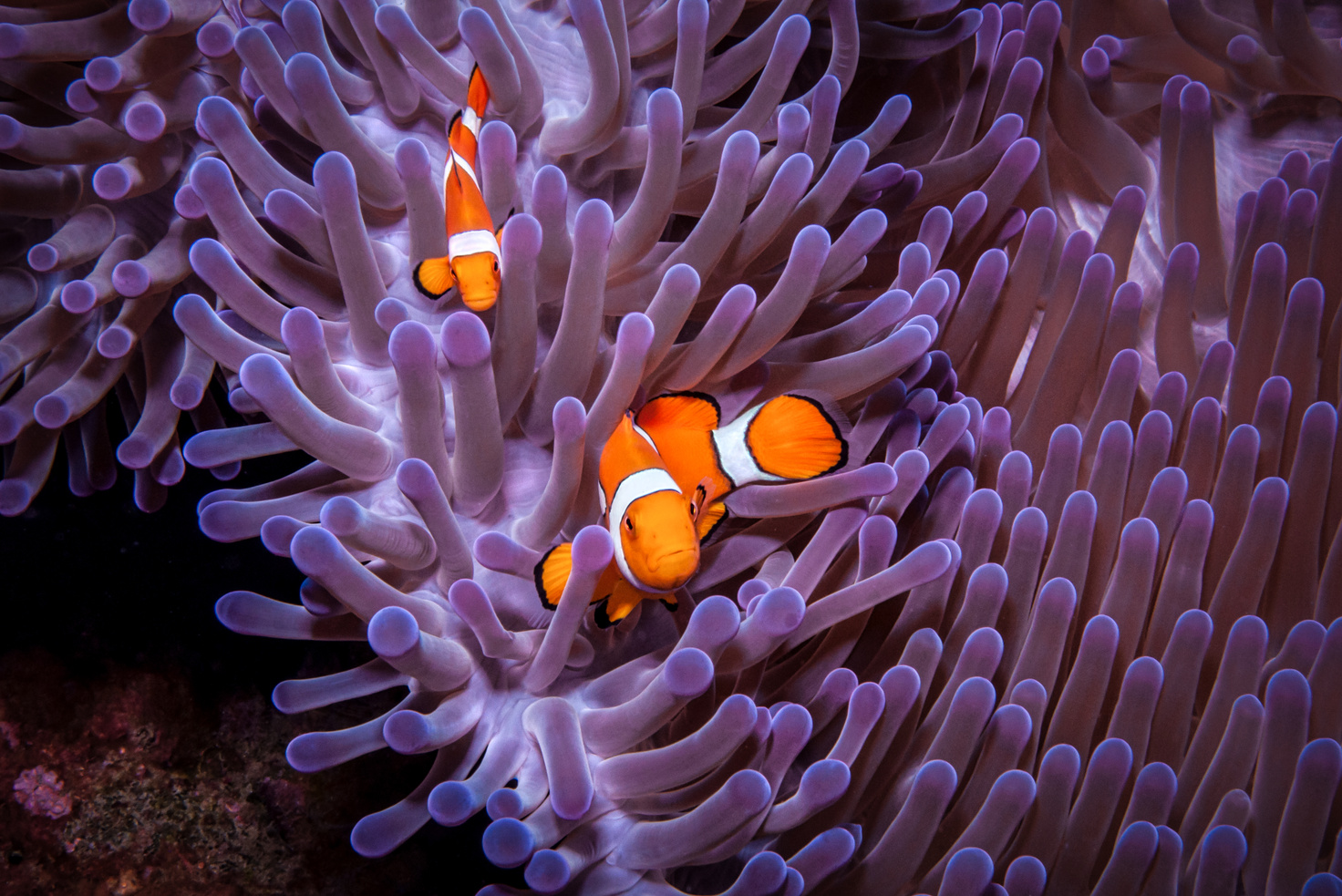 Couple of Clownfish